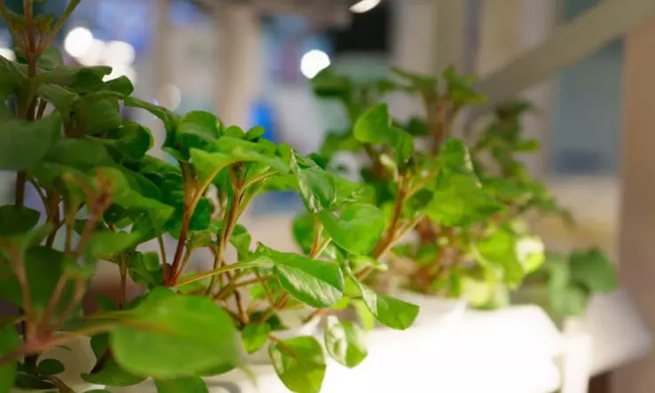 "Зеленый свет" рассаде: фитостеллажи для ООО "Медведь" (г. Екатеринбург)