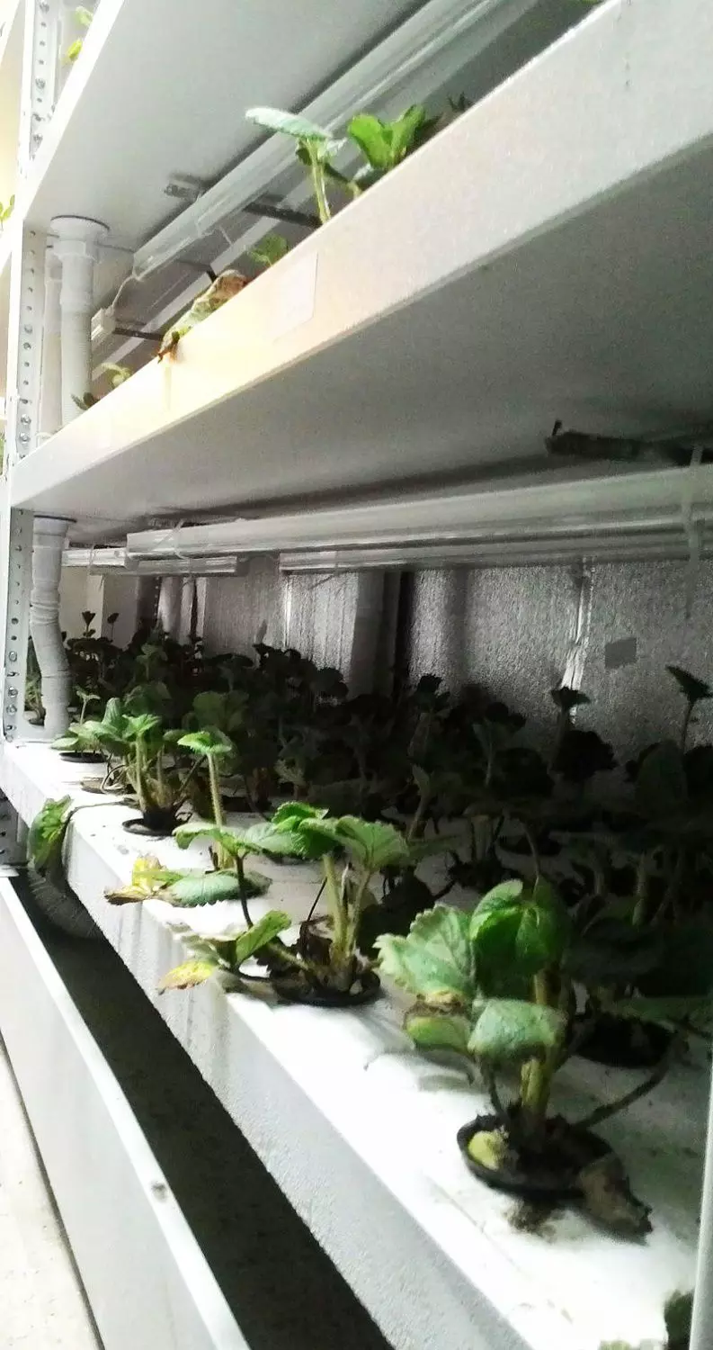 "Зеленый свет" рассаде: фитостеллажи для ООО "Медведь" (г. Екатеринбург)