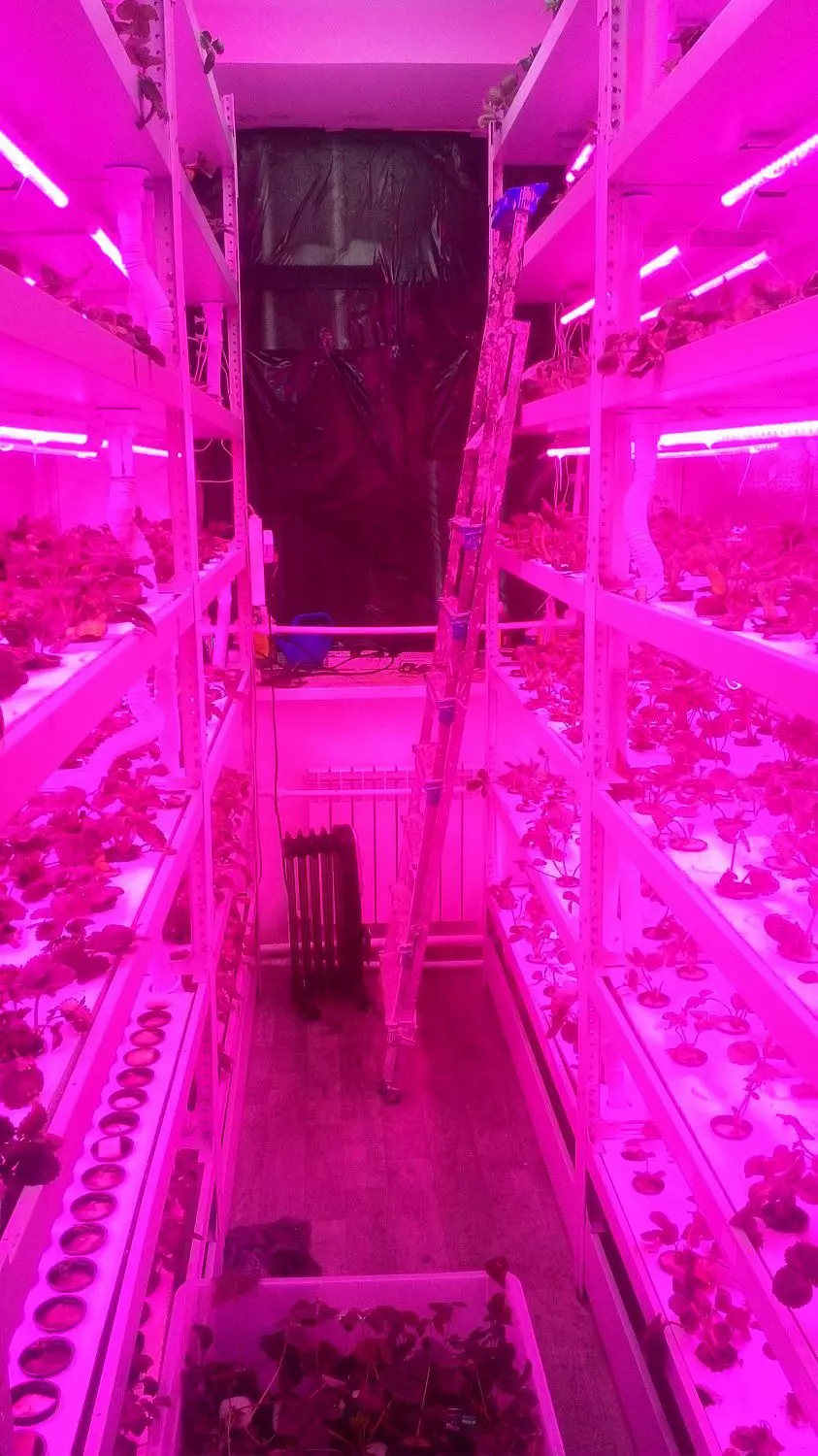 "Зеленый свет" рассаде: фитостеллажи для ООО "Медведь" (г. Екатеринбург)